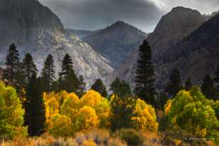 Aspens along June Lake road-0498 Aspens along June Lake road-0498